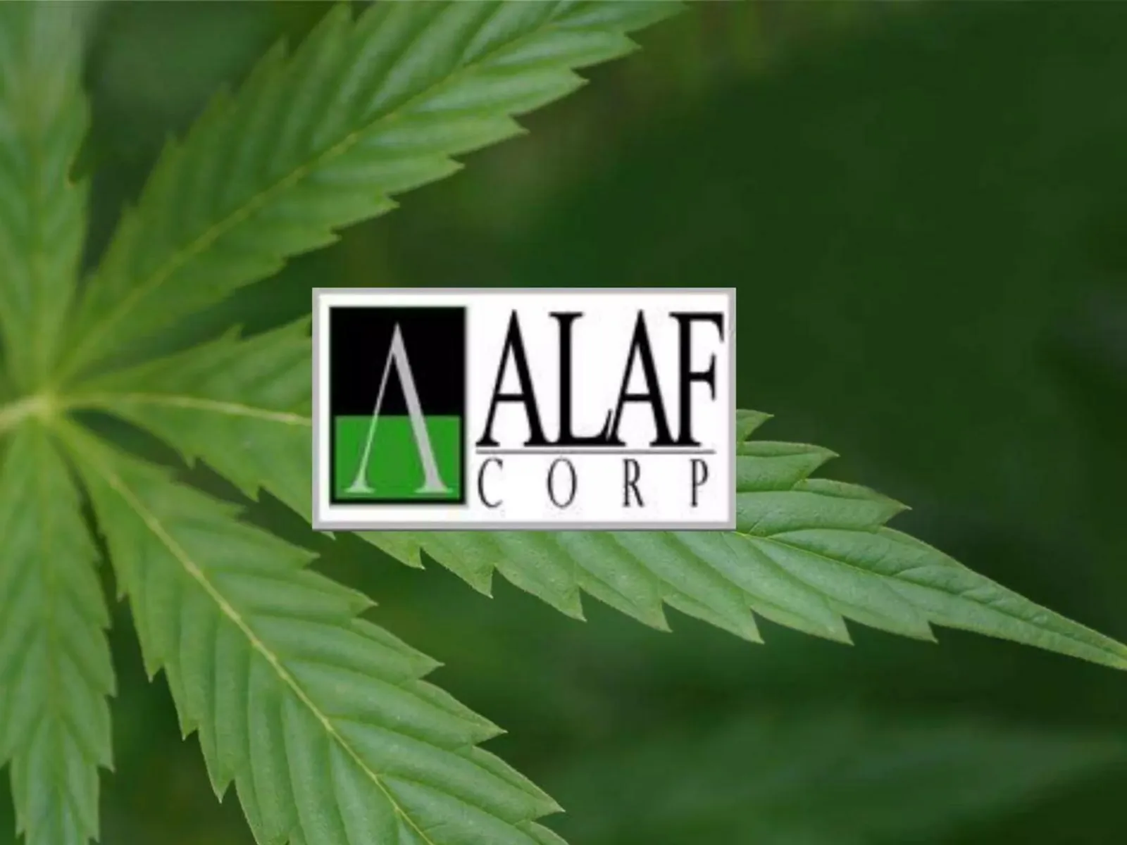 ALAF Corp pitch deck slide