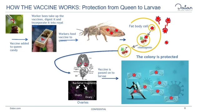 Technology slide 8 from Dalan Animal Health