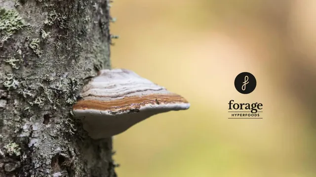 Forage Hyperfoods Inc pitch deck cover