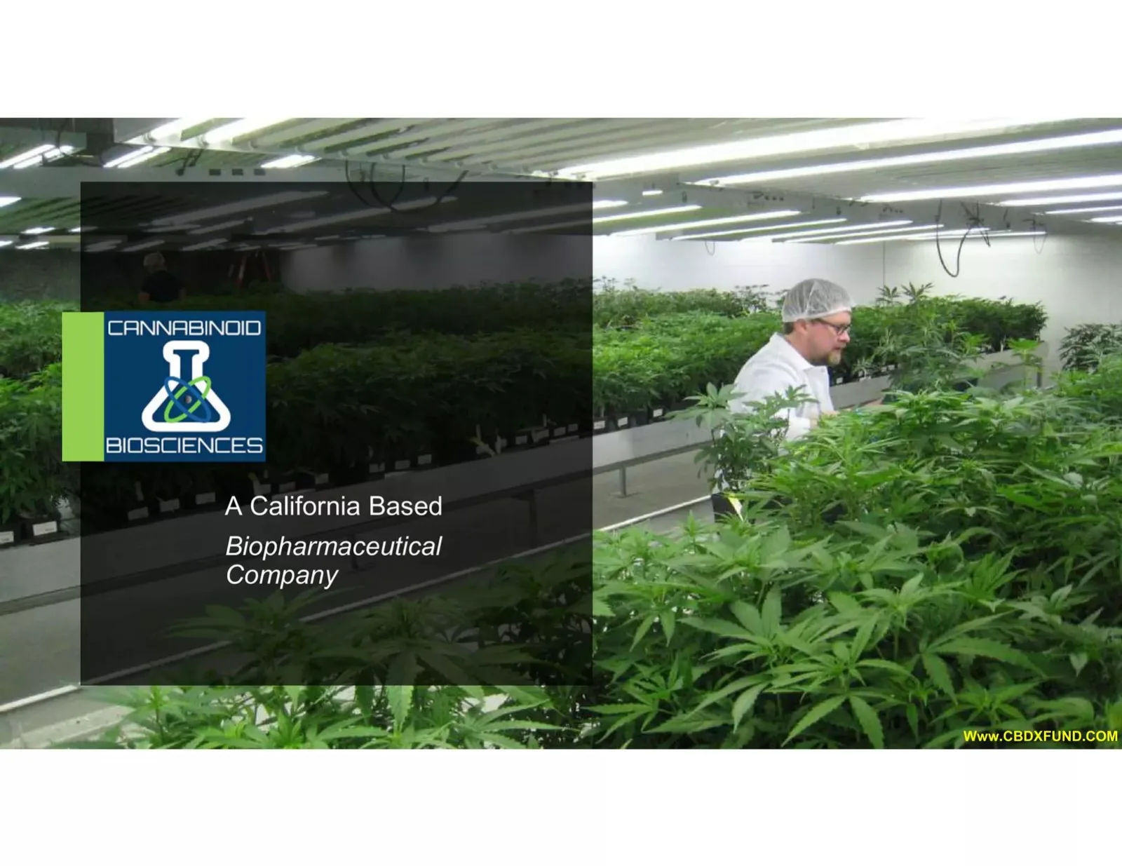 Cannabinoid Biosciences pitch deck slide