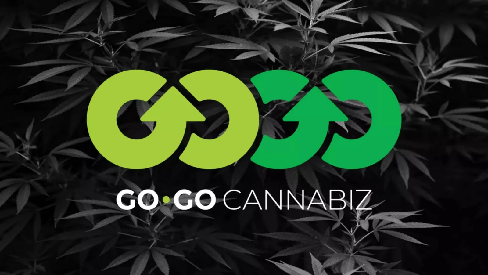 GO GO CANNABIZ pitch deck slide