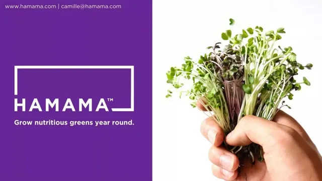 Hamama pitch deck cover