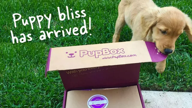 PupBox pitch deck cover