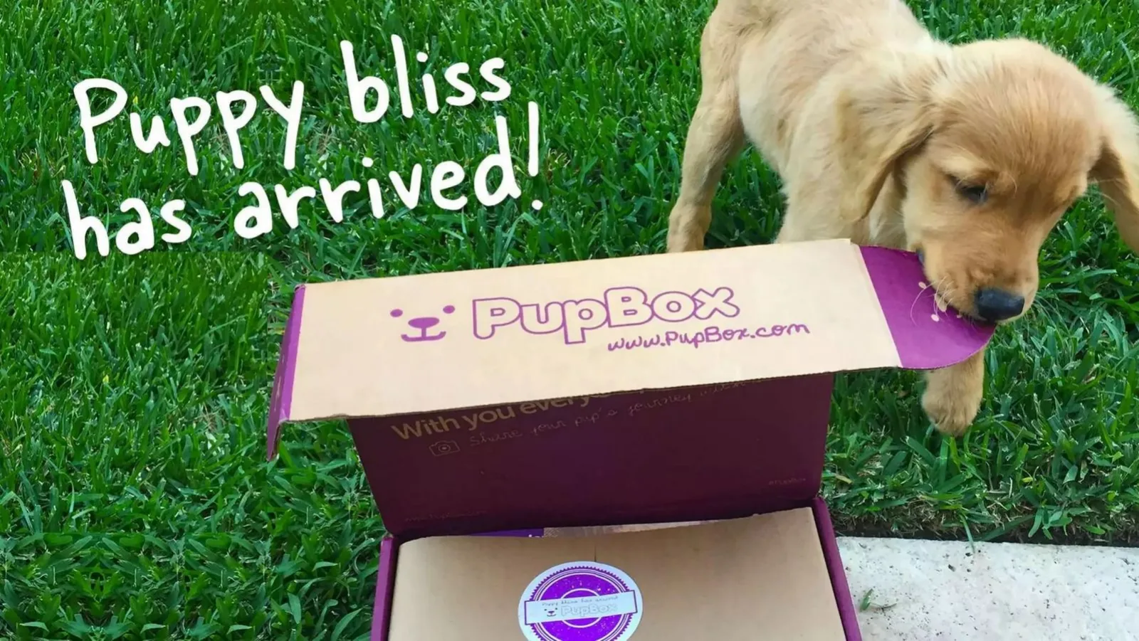 PupBox pitch deck slide